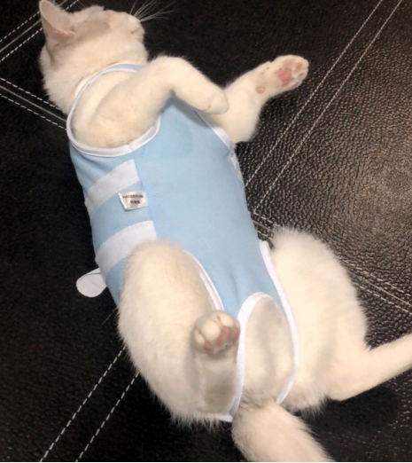 Summer Cat Clothes - Thin Pet Care Outfit